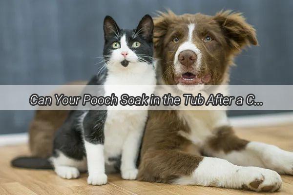 Can Your Pooch Soak in the Tub After a Contrast Study Discover the Truth